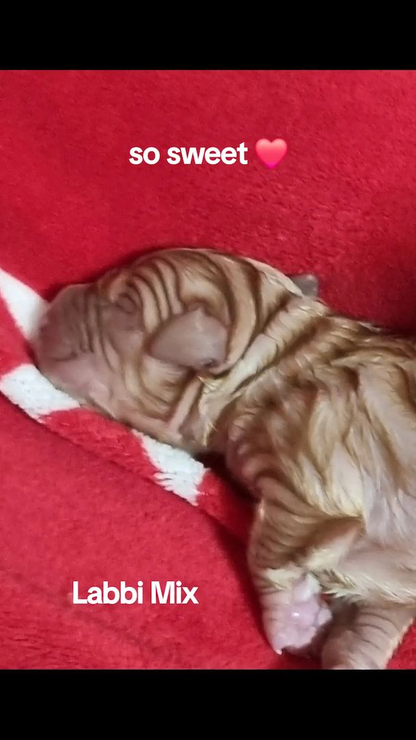 Labrador Mix