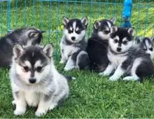 Schone pomsky welpen