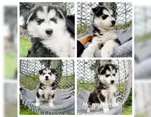 Süße kleine Pomsky Welpen