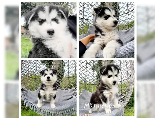 Süße kleine Pomsky Welpen