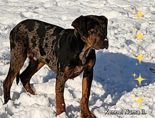 Catahoula Louisiana Leopard