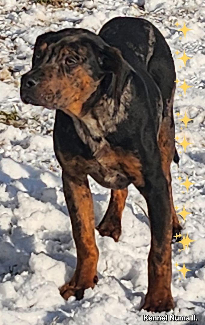 Catahoula Louisiana Leopard