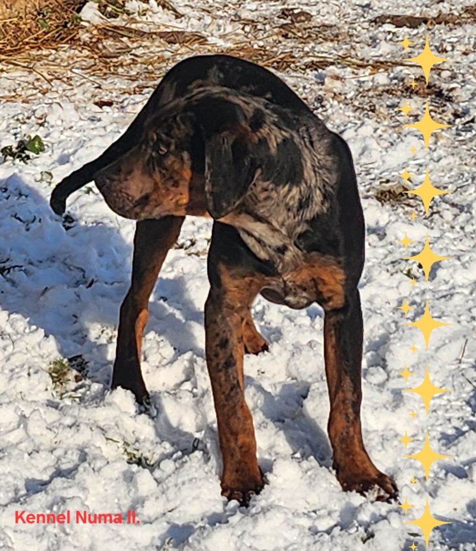 Catahoula Louisiana Leopard