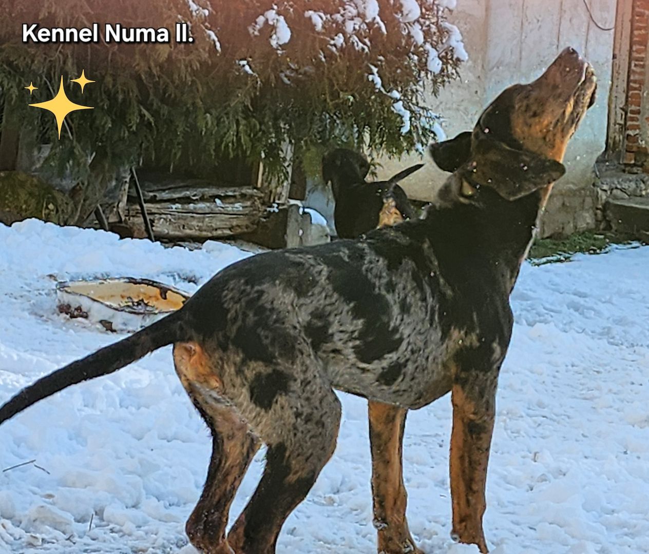 Catahoula Louisiana Leopard