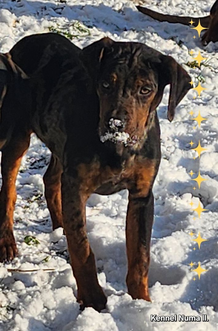 Catahoula Louisiana Leopard