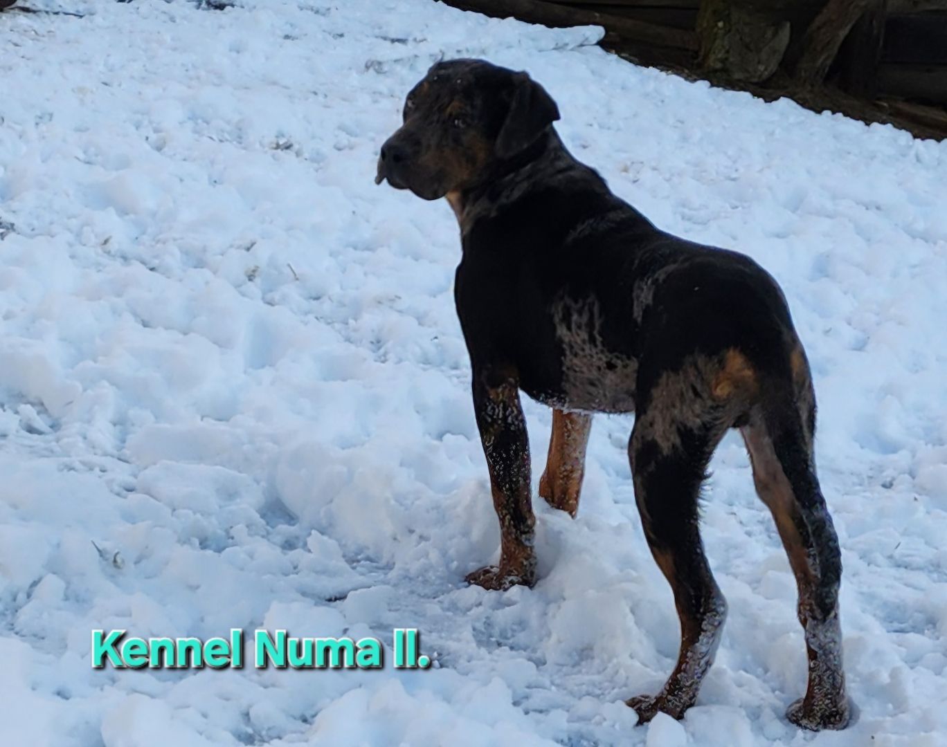 Catahoula Louisiana Leopard