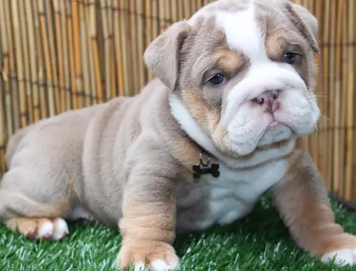 Englische Bulldogge Welpen-KOSTENLOS