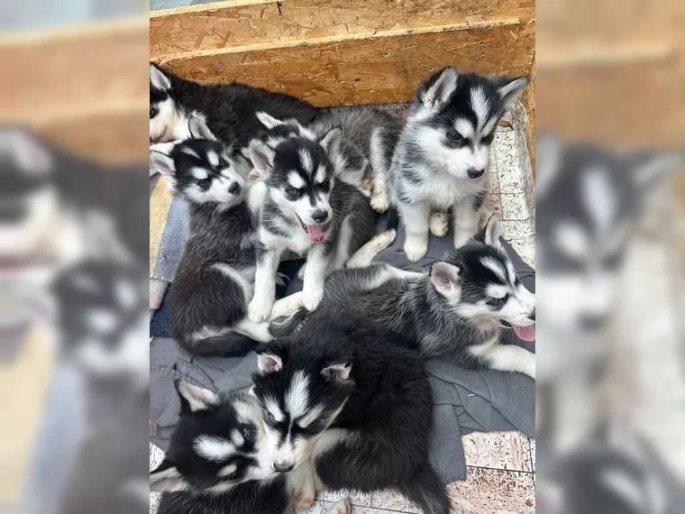 Süße Husky-Welpen Süße Husky-Welpen