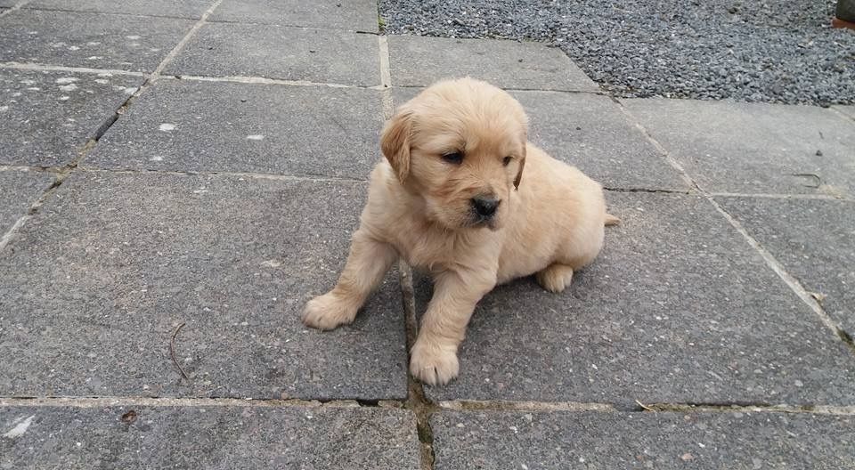 Golden Retriever-Welpen