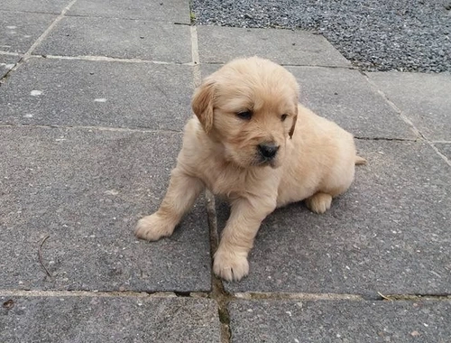 Golden Retriever-Welpen