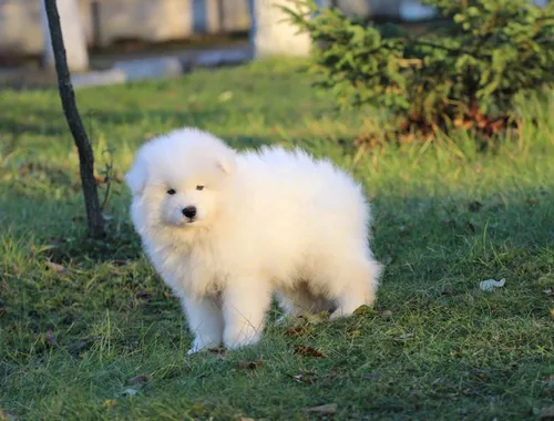 männliche und weibliche Samojedenwelpen