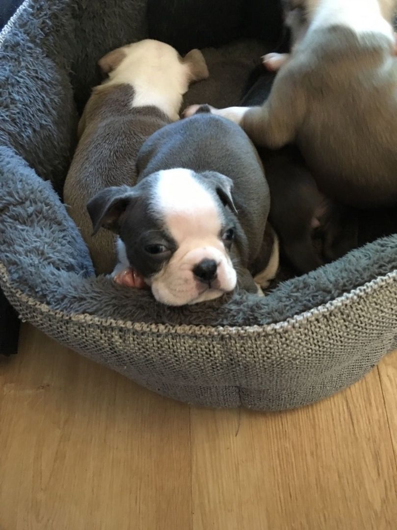 Sehr gesunde und süße Boston Terrier-Welpen für Sie.