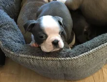 Sehr gesunde und süße Boston Terrier-Welpen für Sie.