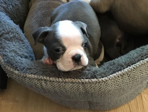 Sehr gesunde und süße Boston Terrier-Welpen für Sie.