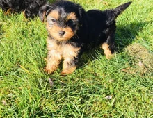 Yorkshire Terrier-Welpen