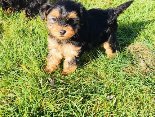 Yorkshire Terrier-Welpen