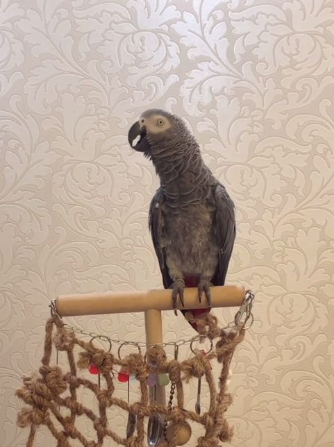 Gebe Graupapagei Steve, 2 Jahre, in liebevolle Hände ab!