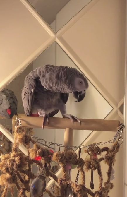 Gebe Graupapagei Steve, 2 Jahre, in liebevolle Hände ab!