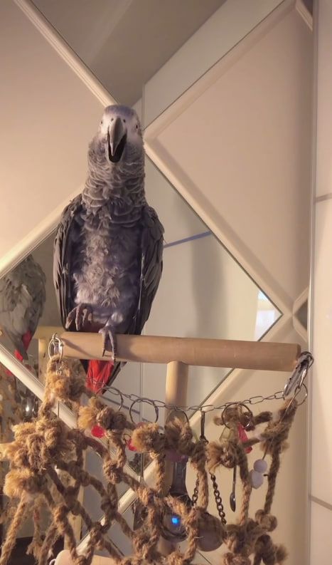 Gebe Graupapagei Steve, 2 Jahre, in liebevolle Hände ab!