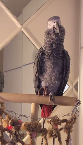 Gebe Graupapagei Steve, 2 Jahre, in liebevolle Hände ab!