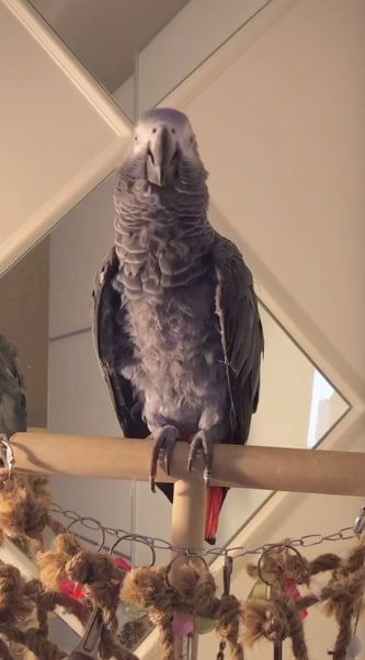 Gebe Graupapagei Steve, 2 Jahre, in liebevolle Hände ab!