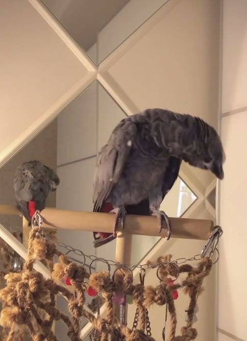 Gebe Graupapagei Steve, 2 Jahre, in liebevolle Hände ab!