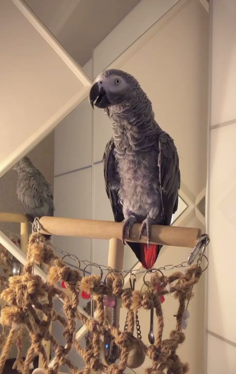 Gebe Graupapagei Steve, 2 Jahre, in liebevolle Hände ab!