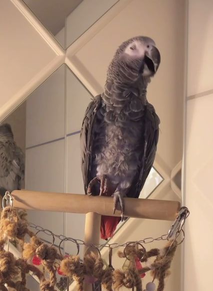 Gebe Graupapagei Steve, 2 Jahre, in liebevolle Hände ab!