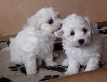 Bichon Frise-W m