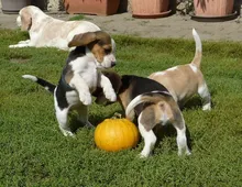 Reinrassiger Beagle welpen