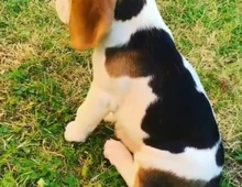 Männliche und weibliche Beagle