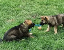 Super Deutsche Schäferhundwelpen mit Papieren