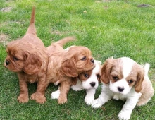 Cavalier King Charles Spaniel Welpen