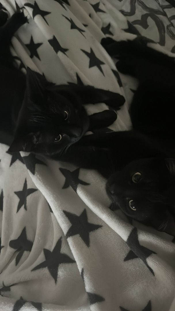 2 Wunderbare Hauskatzen