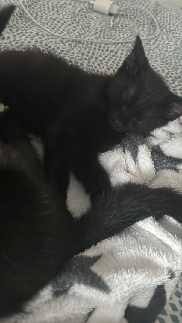 2 Wunderbare Hauskatzen