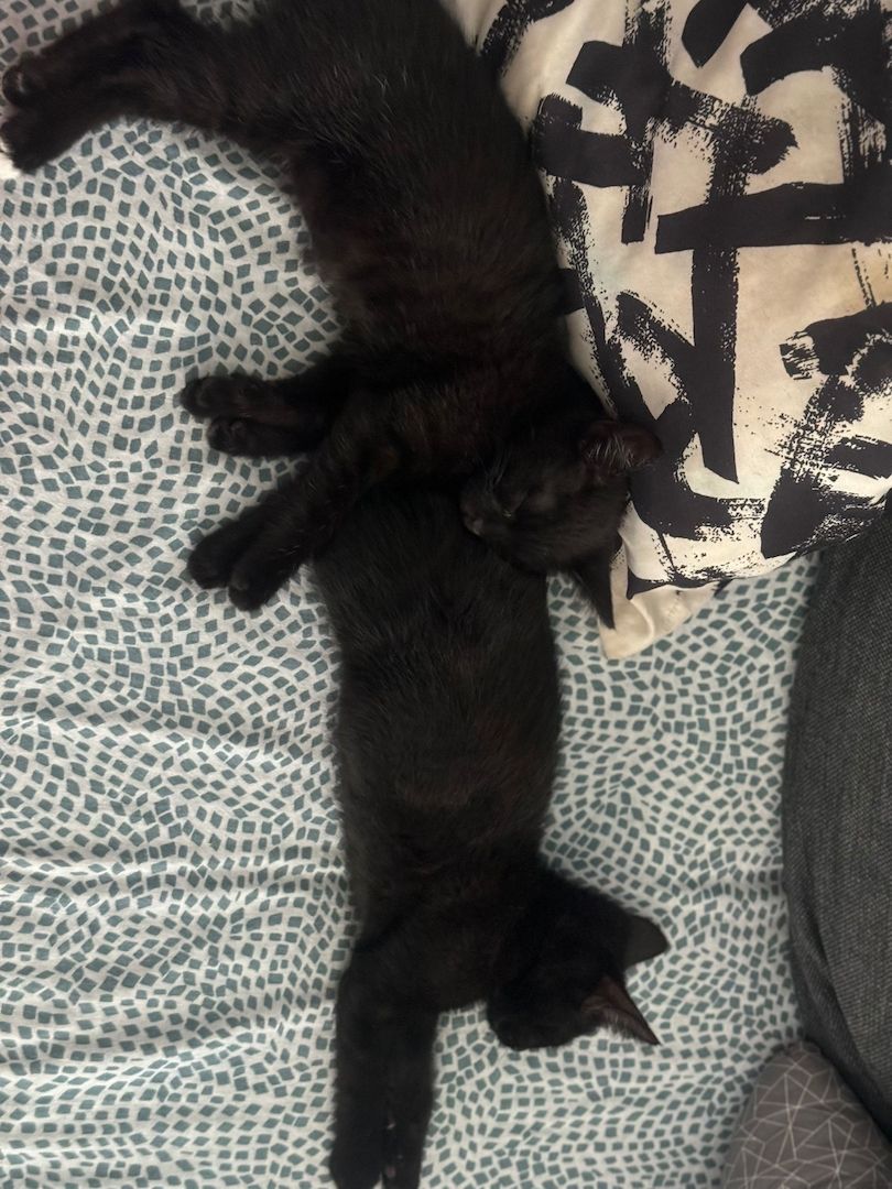 2 Wunderbare Hauskatzen