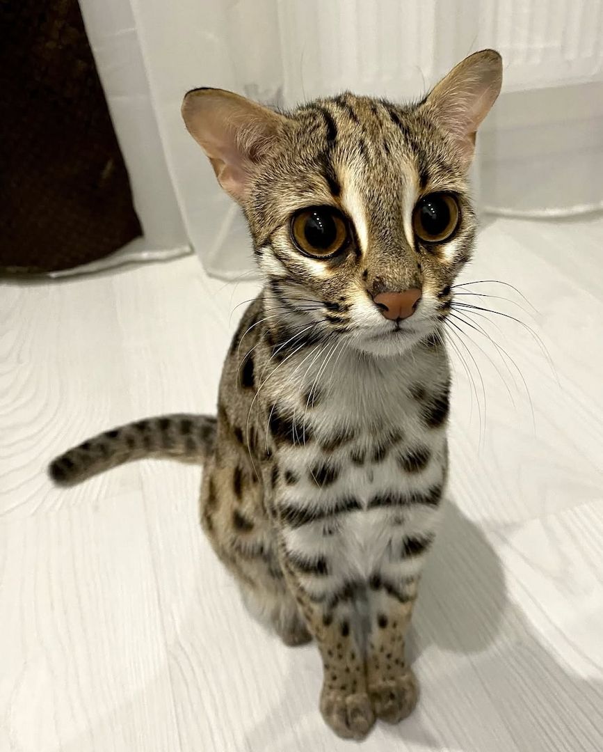 Ozelot Kätzchen verfügbar