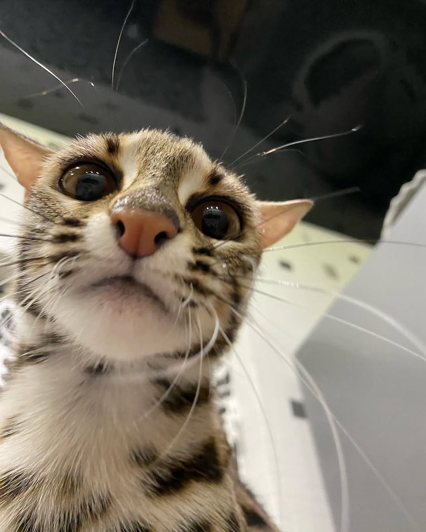 Ozelot Kätzchen verfügbar