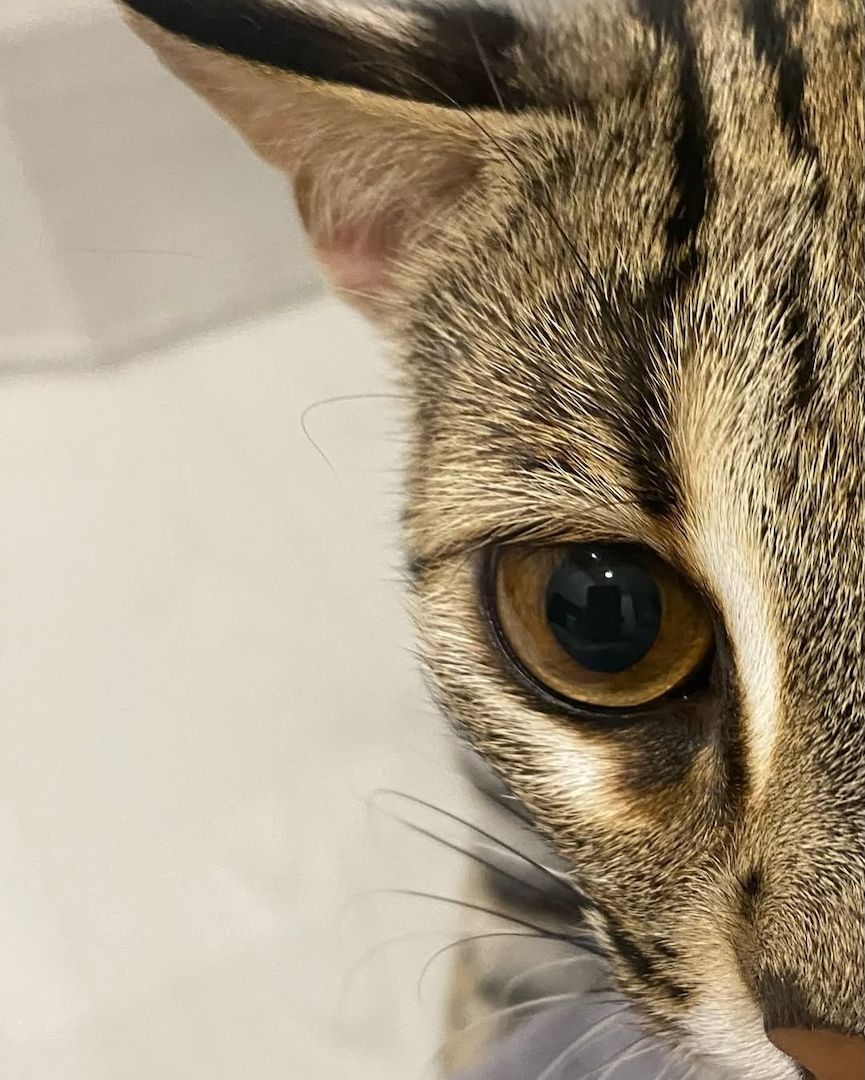 Ozelot Kätzchen verfügbar