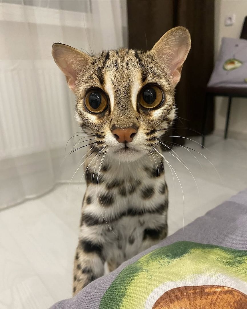 Ozelot Kätzchen verfügbar