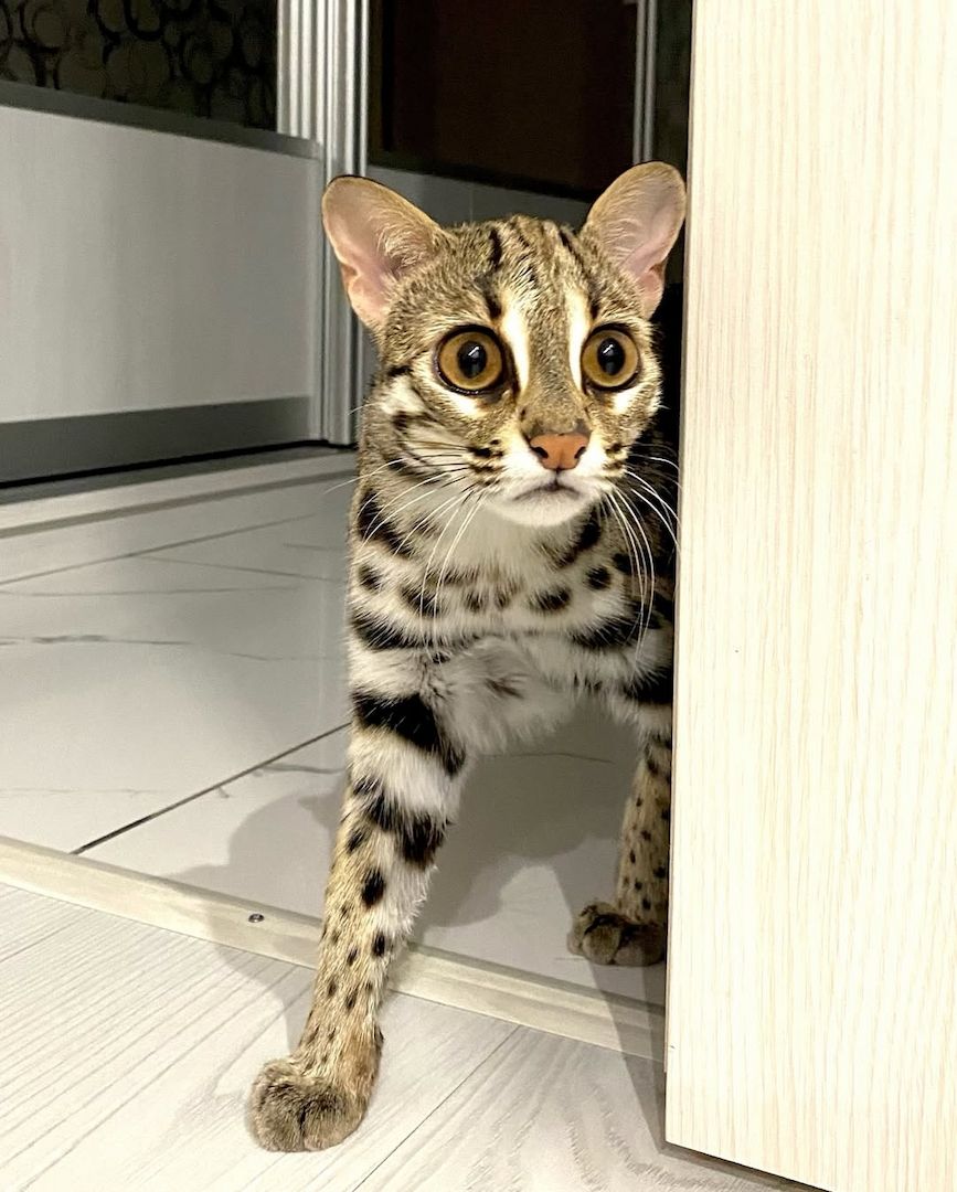 Ozelot Kätzchen verfügbar