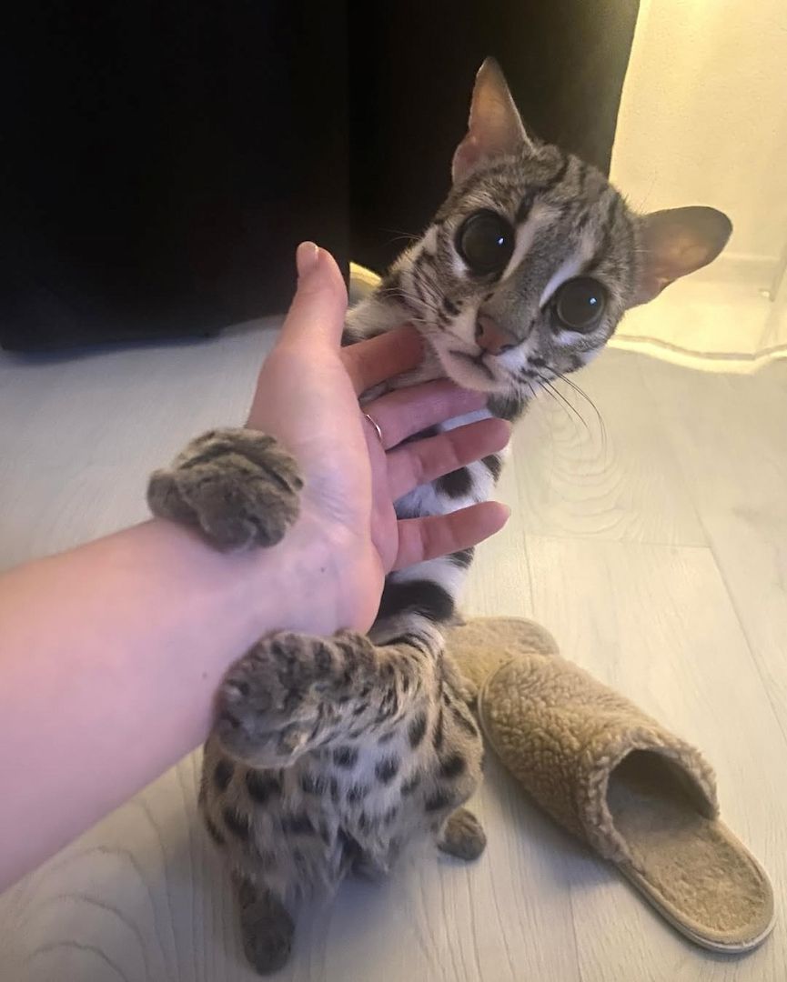 Ozelot Kätzchen verfügbar