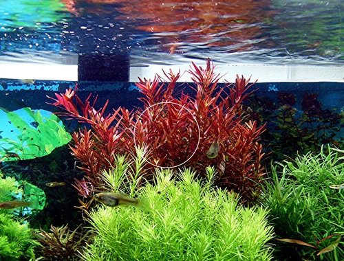 Rotala  „Singapore Blood Red“ (Versand/ Abholung)