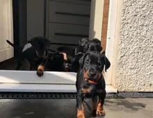 Dobermannwelpen für ein neues Zuhause