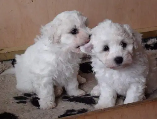 Entzückende Bichon Frisé-Welpen