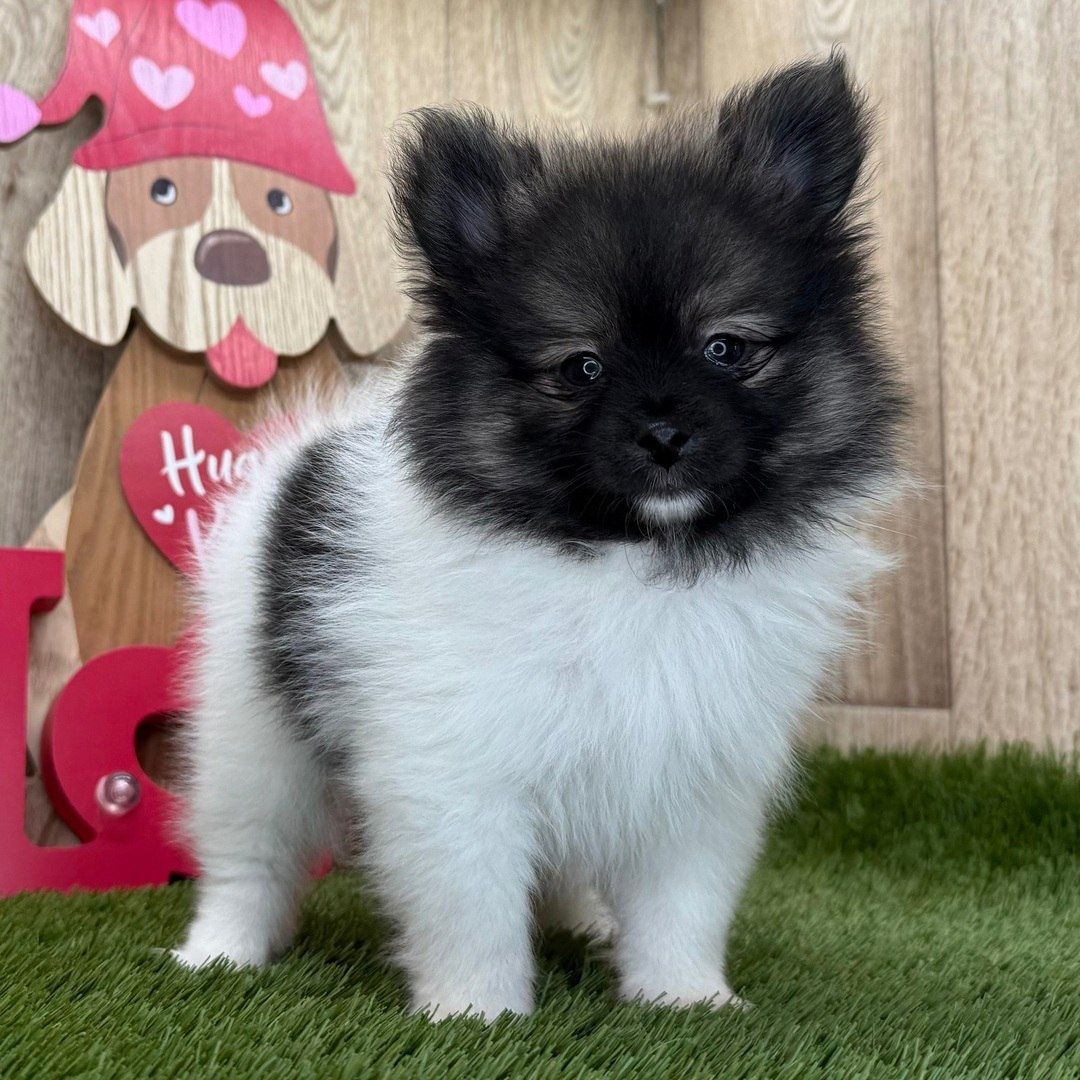 Zwergspitz Welpen zu verkaufen Zwergspitz Welpen zu verkaufen