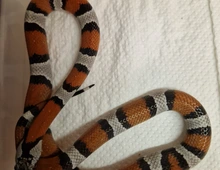 Lampropeltis alterna leonis mexicana mexicana