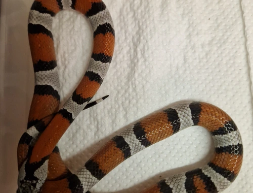 Lampropeltis alterna leonis mexicana mexicana