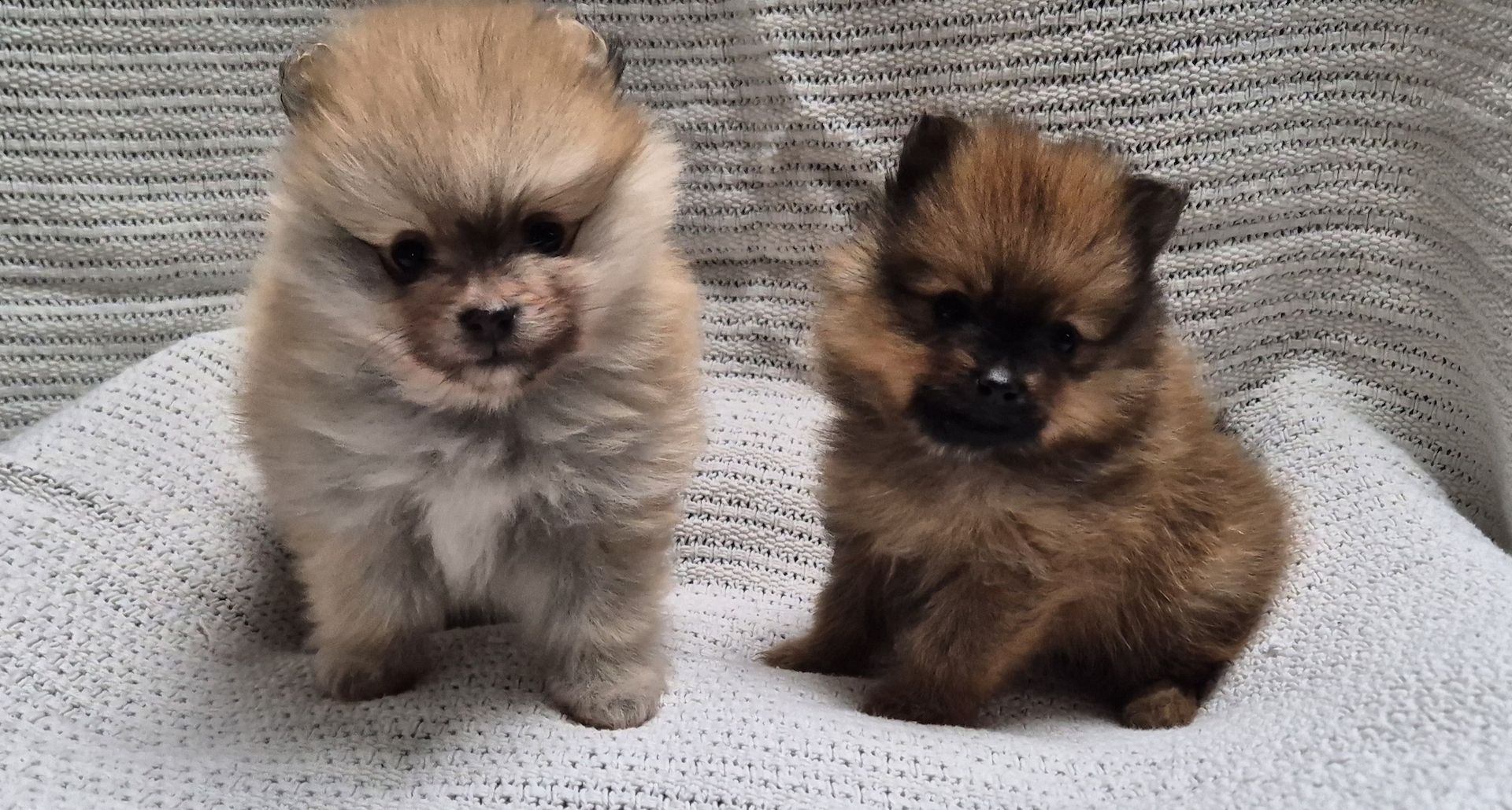 2 Süße Zwergspitz Pomeranien Welpen Rüde/Weibchen