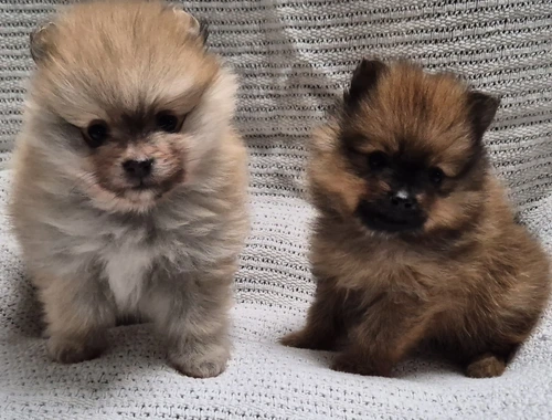 2 Süße Zwergspitz Pomeranien Welpen Rüde/Weibchen